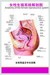 女性生殖系统