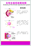 女性生殖系统