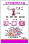 女性生殖系统