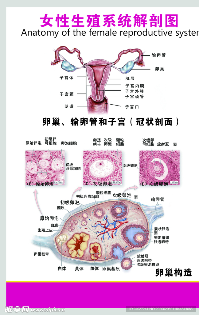 女性生殖系统