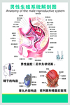 男性生殖系统