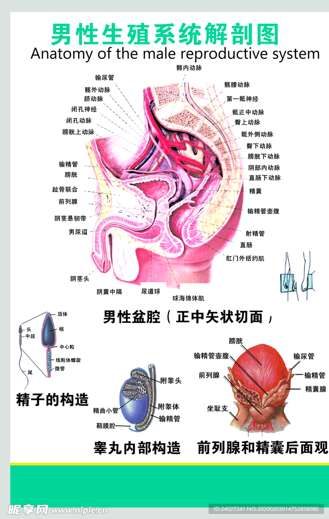 男性生殖系统