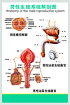 男性生殖系统