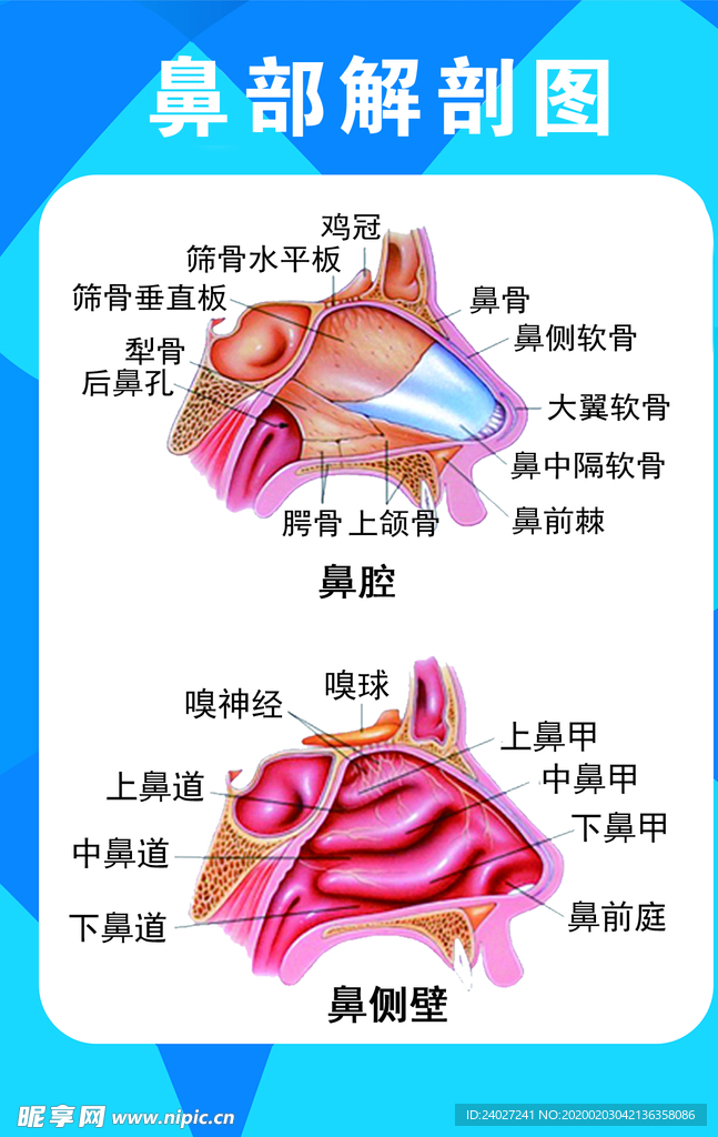 鼻部解剖图