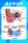 耳部解剖图