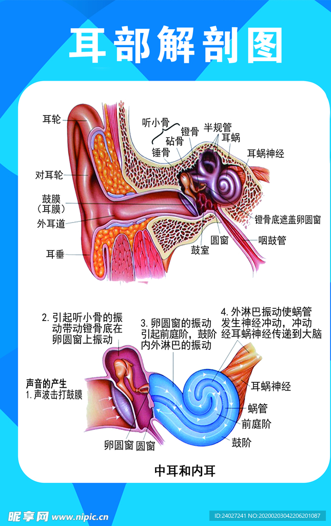 耳部解剖图