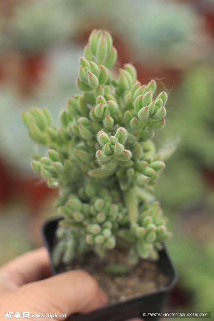 绒针多肉植物