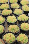 多肉植物