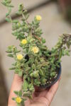 多肉植物雷同