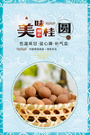 桂圆