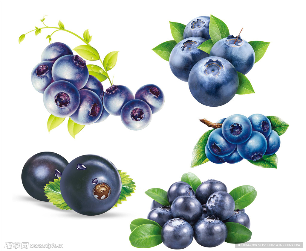 蓝莓素材