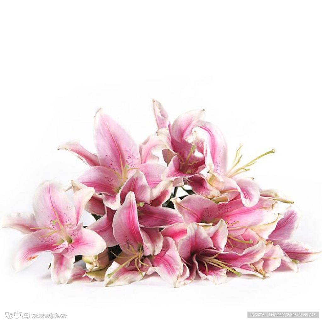 粉色鲜花