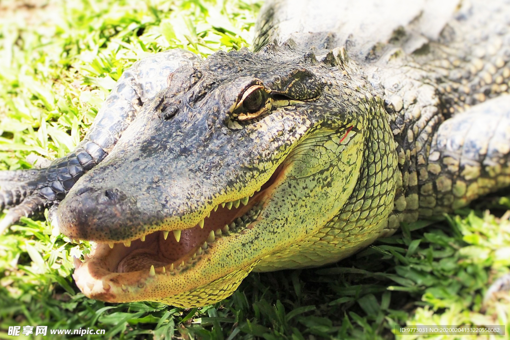 鳄鱼