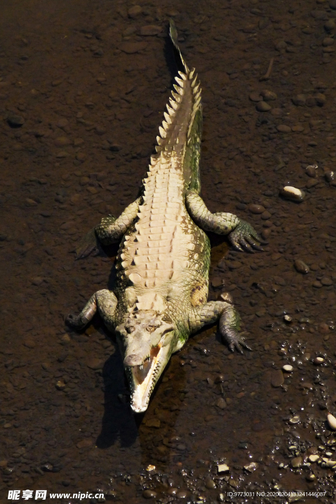 鳄鱼