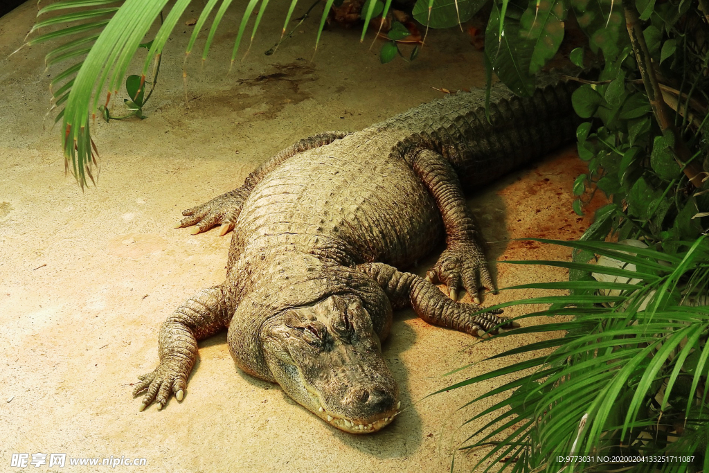 鳄鱼