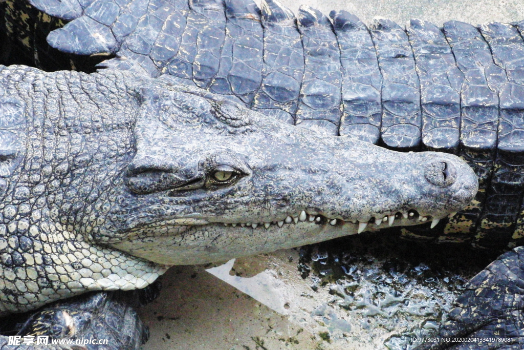 鳄鱼