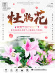 杜鹃花海报 旅游促销 你好春天