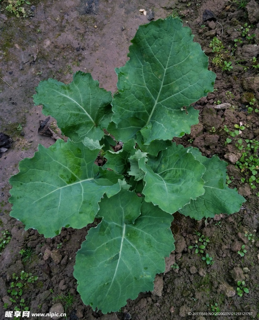 油菜 一兜 农作物 青菜 植物
