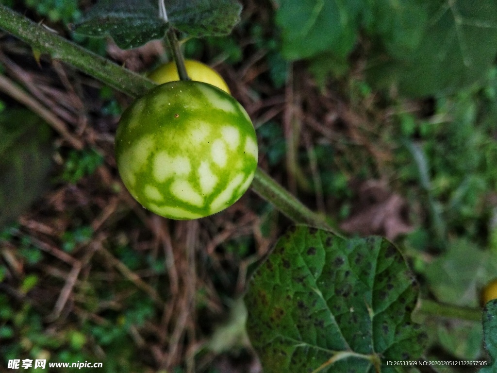 科学网—20230429——刺天茄（Solanum violaceum Ortega） - 栗茂腾的博文