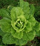 大白菜 青菜 绿色无污染 菜地