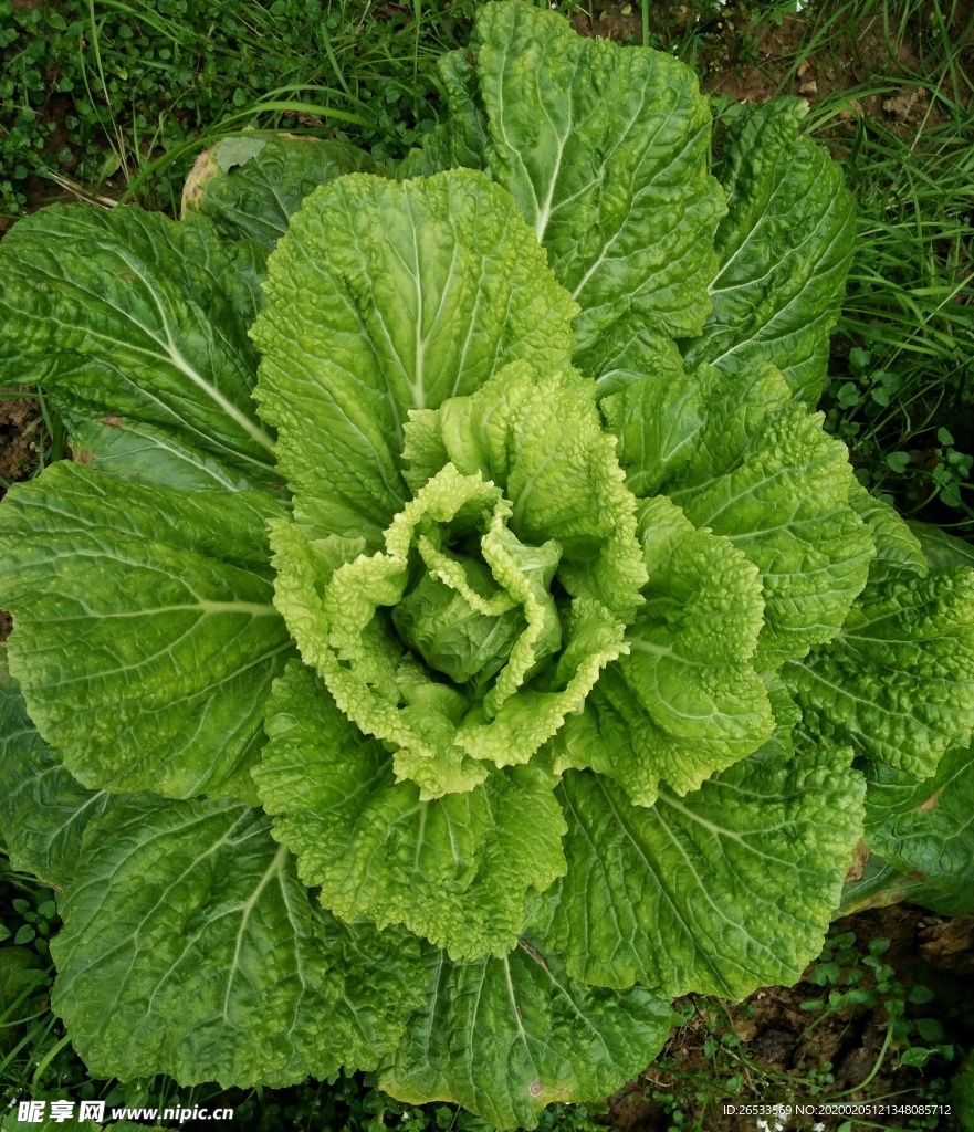 大白菜 青菜 绿色无污染 菜地