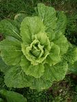 大白菜 青菜 田野 绿色蔬菜