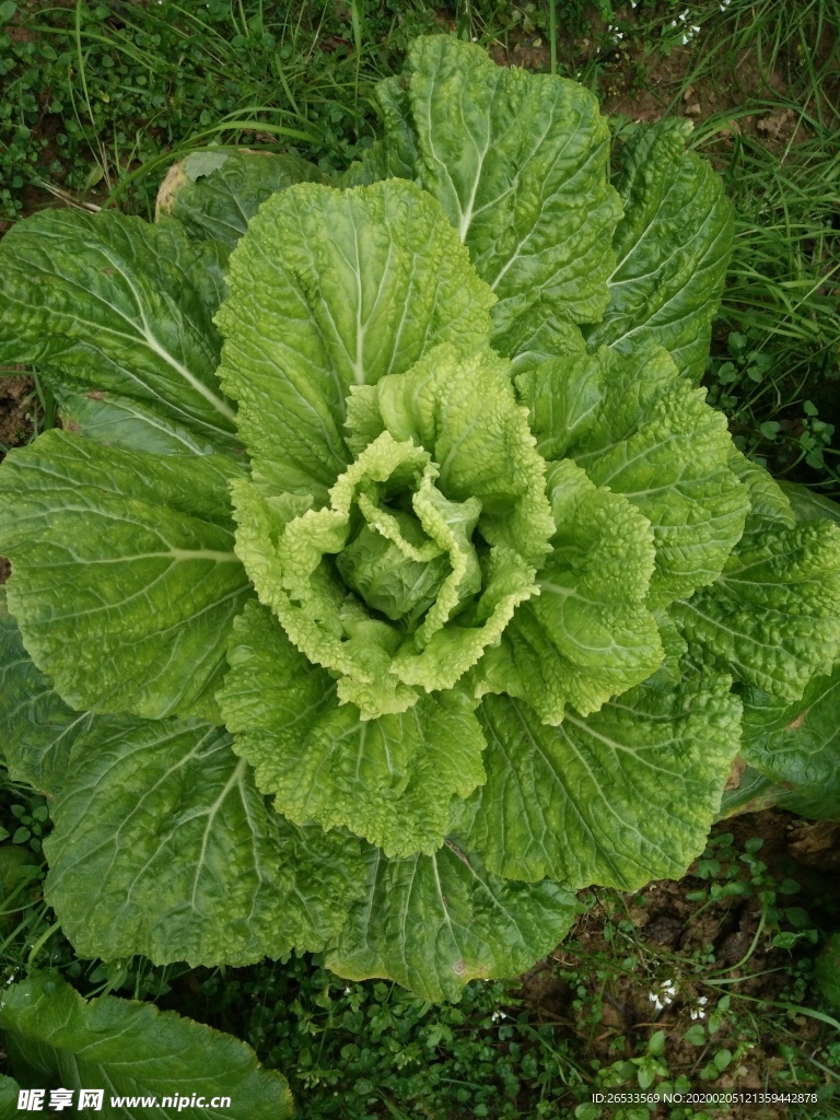 大白菜 青菜 田野 绿色蔬菜