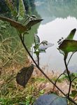 龙葵 野辣虎 野海椒 野伞子