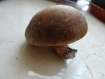 香菇