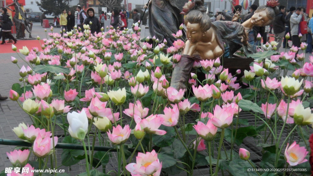 荷花池