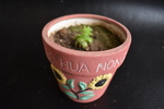 花卉 花盆 回忆 植物 室内花