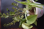 花卉 花盆 回忆 植物 室内花