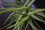 花卉 花盆 回忆 植物 室内花