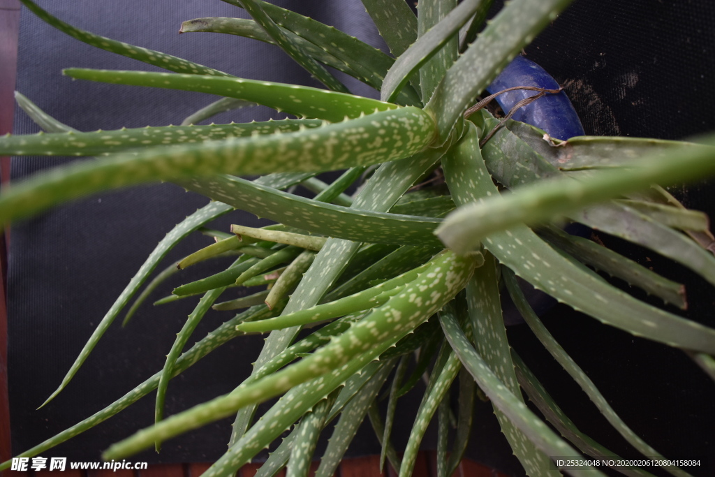 花卉 花盆 回忆 植物 室内花
