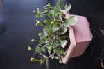 花卉 花盆 回忆 植物 室内花