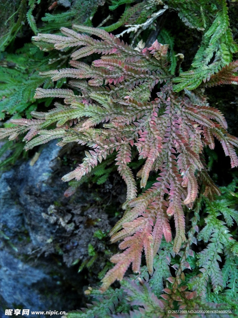 植物 大自然景观 旱生卷柏