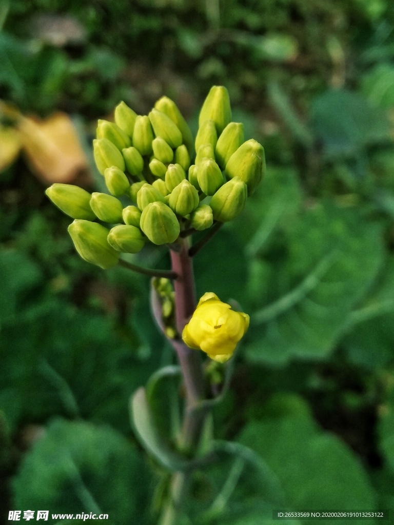 油菜花 绿色 植物 摄影 花苞