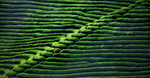 茶园素材