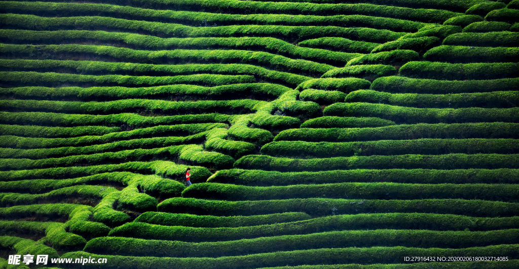 茶园素材