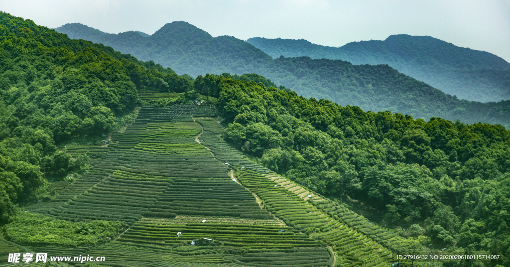 茶园景色图