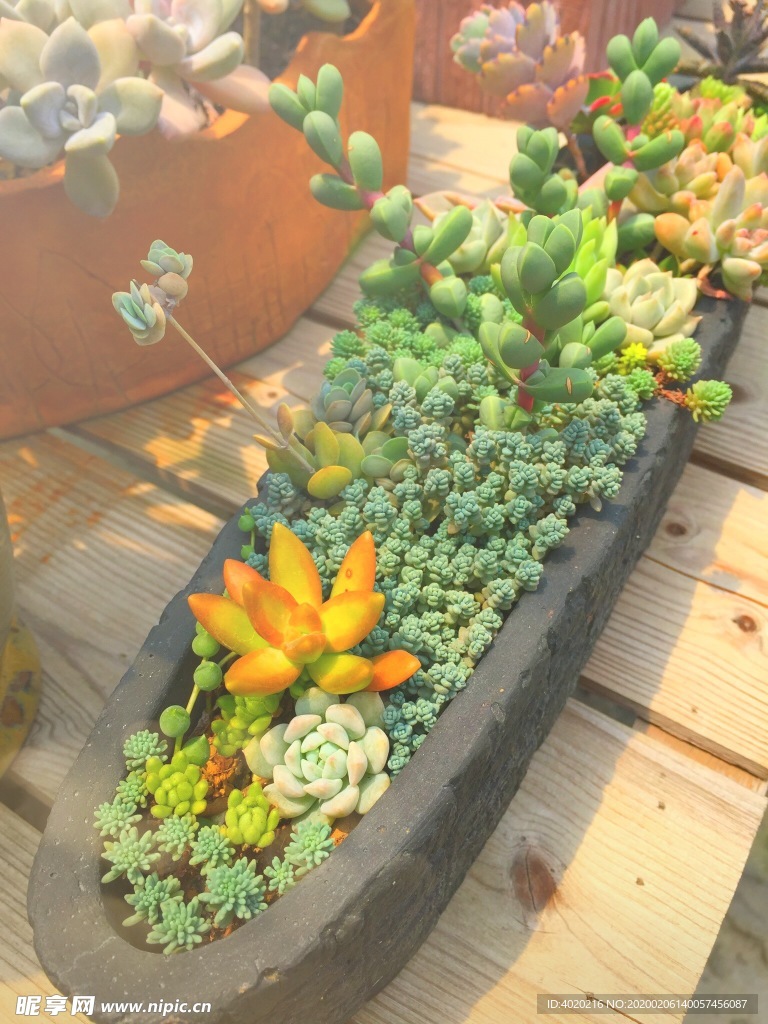 多肉植物