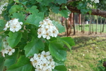 小白花