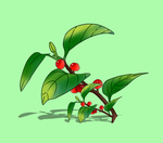 一枝植物树枝结了红色果实分层素