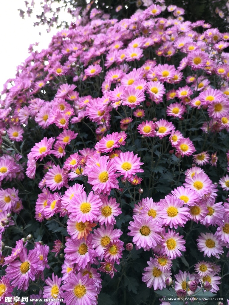 菊花展