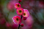 红梅花