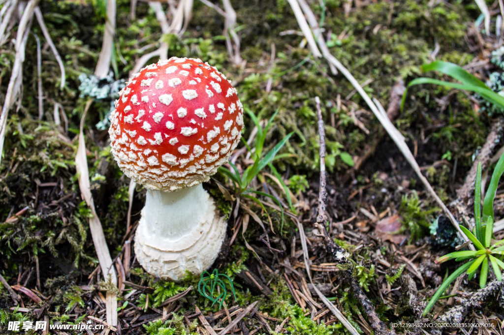 红色的毒蘑菇