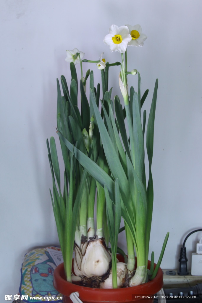水仙花