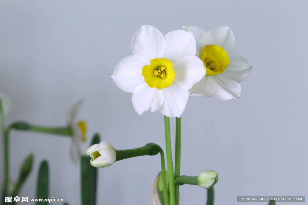 水仙花