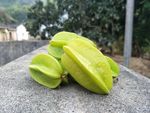 杨桃