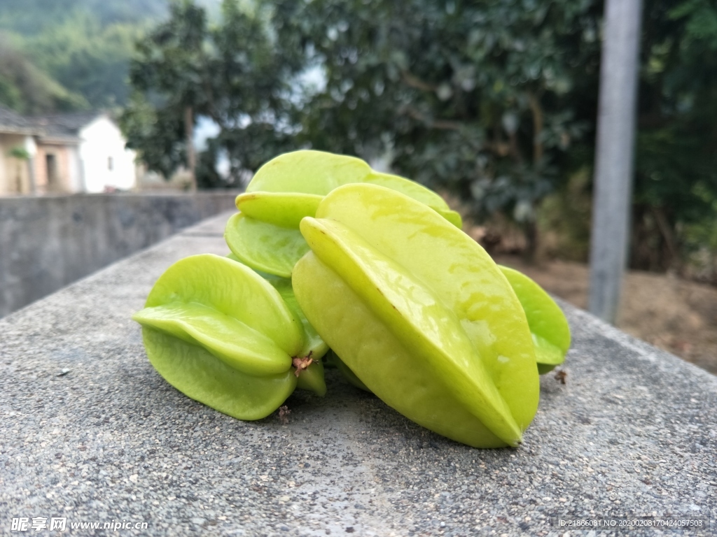 杨桃